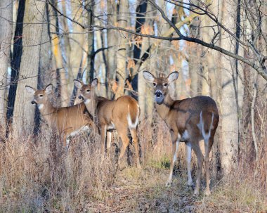 Whitetail Deer Doe clipart