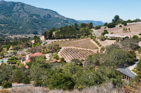 stock image Hillside vineyard