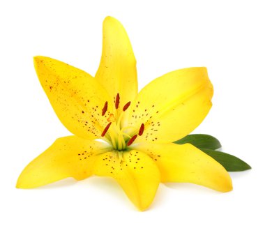 Lily flower isolated on white clipart