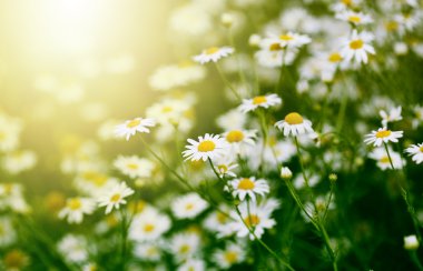 Chamomile flower in grass clipart