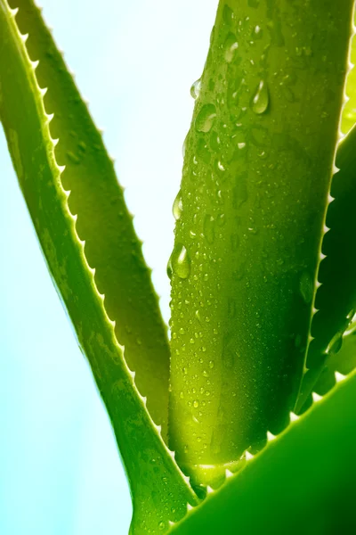 Aloe vera com gotas — Fotografia de Stock