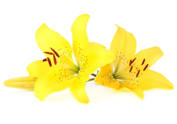 Lily flor isolada em branco — Fotografia de Stock