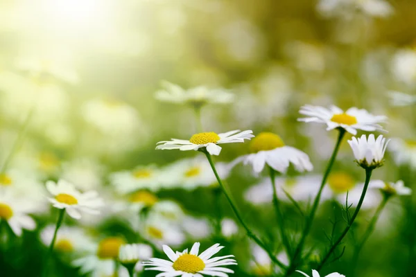 Chamomile in green grass — Stock Photo, Image