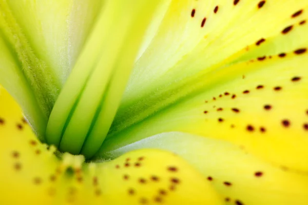 Flower close-up — Stock Photo, Image