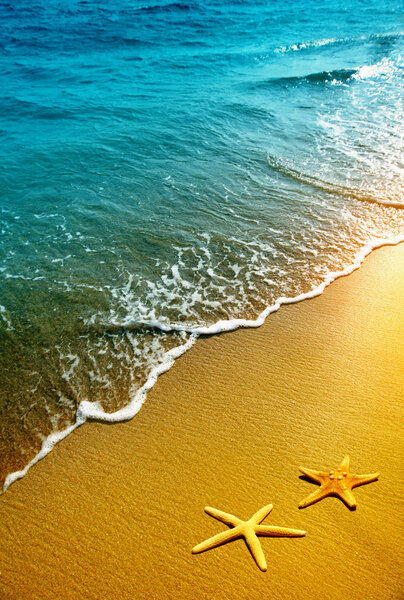 Морские звезды на песке и волнах
