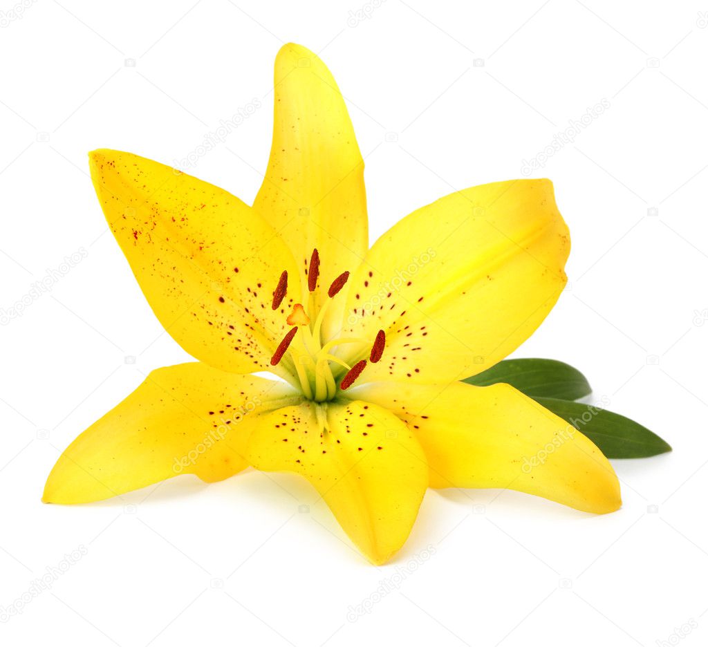 Lily flower isolated on white