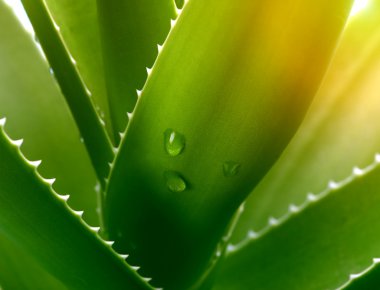 aloe vera