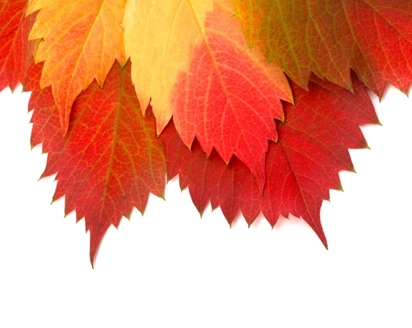 Folha de outono no fundo branco — Fotografia de Stock