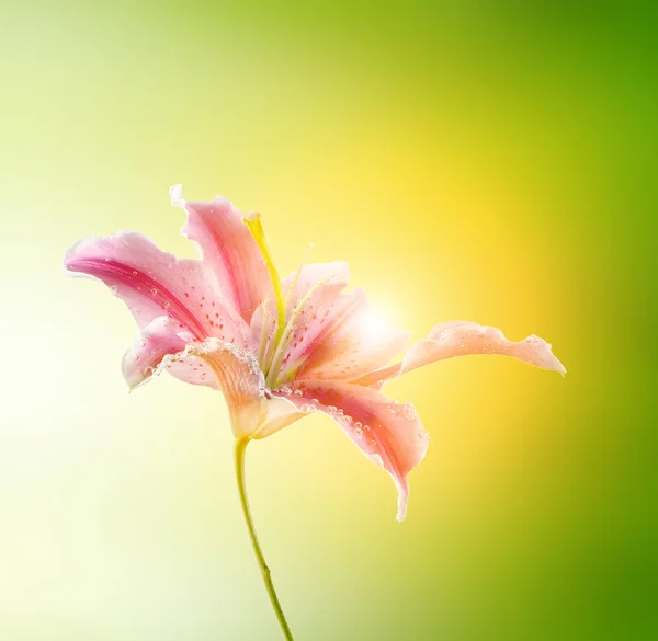 Kwiat na zielonym tle — Zdjęcie stockowe