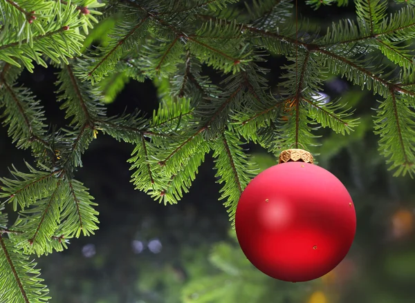 Красный рождественский шар и зеленая ель — стоковое фото
