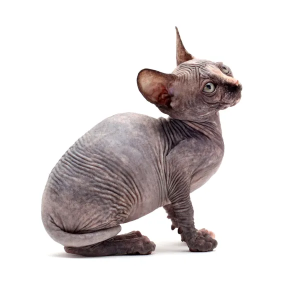 Kel kedi — Stok fotoğraf