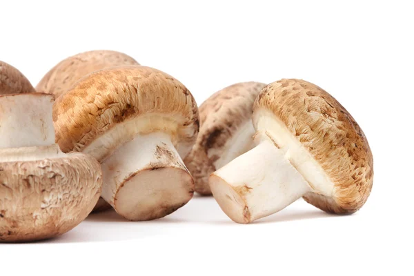Champignon mushroom on white — Stock Photo, Image