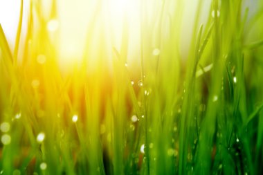 Soft green grass background clipart