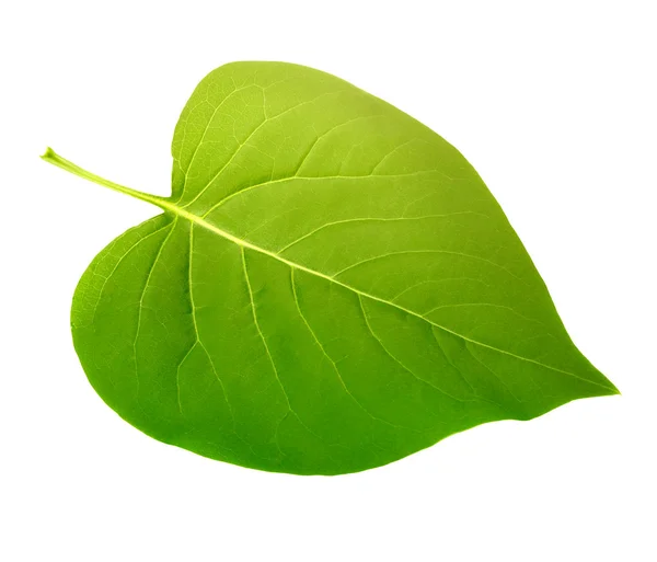 Folha verde isolada — Fotografia de Stock