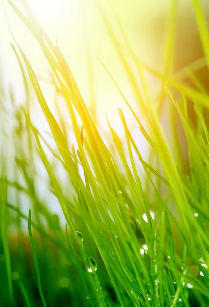 Weiches helles Gras Hintergrund — Stockfoto