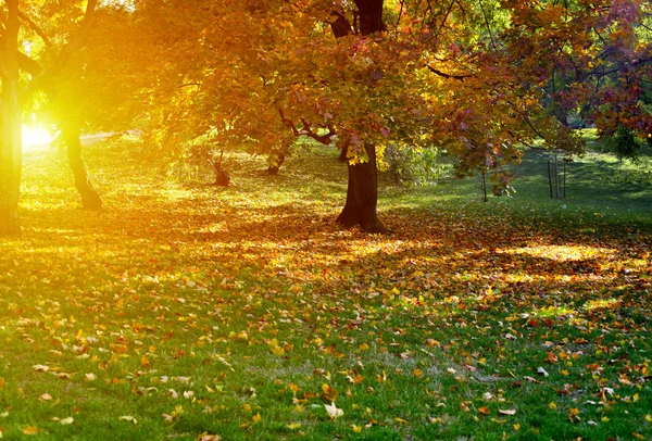 stock image Tree in autumn park