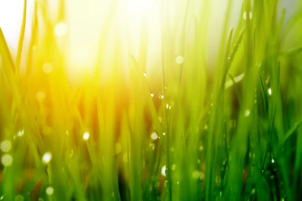 柔らかい緑の草の背景 — ストック写真