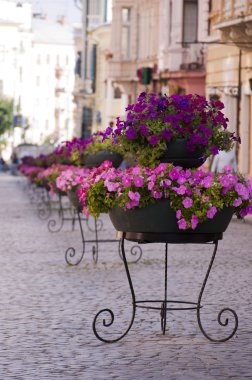 Arnavut kaldırımlı romantik cadde üzerinde çiçekler