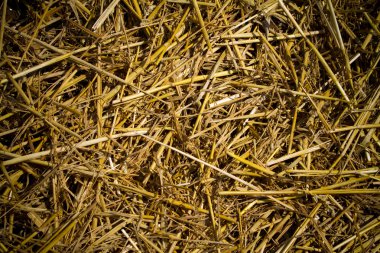 Straw texture clipart