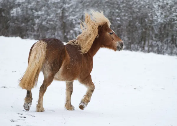 Un caballo joven en un paisaje nevado — Foto de Stock