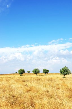 Field at Alentejo region, Portugal. clipart