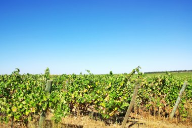 Vineyard in the region of the Alentejo, Portugal. clipart