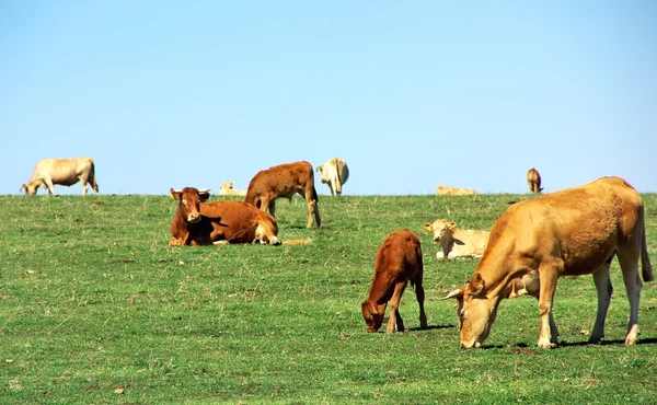 緑の野原で牛 — ストック写真
