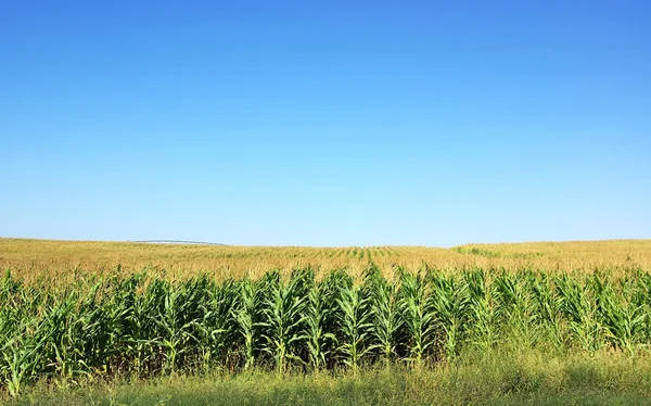 Кукурудзяні поля в Португалії — стокове фото
