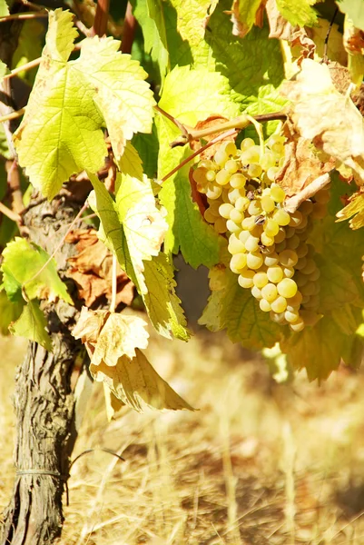 Uvas blancas en el viñedo — Foto de Stock