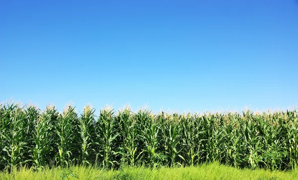 Зелений кукурудзяне поле в Португалії Стокова Картинка