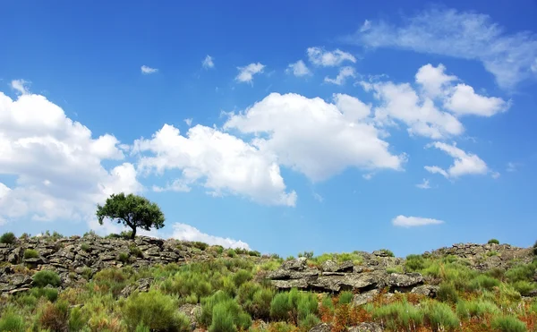 Meşe ağacı, alentejo bölgesi kuzeyinde kayaların — Stok fotoğraf
