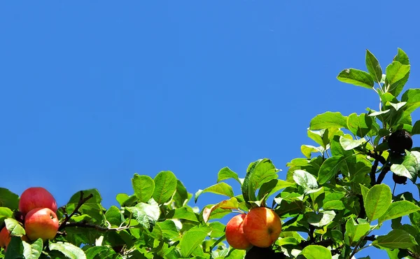Manzanas rojas sobre fondo azul treeat . — Foto de Stock