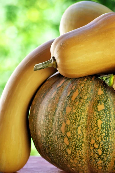 Pumpkins on green background. — Stock Photo, Image
