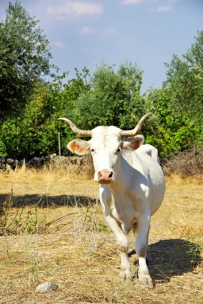 Vache blanche dans le champ . — Photo