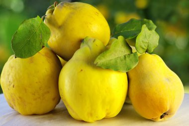 Quince on a green background clipart