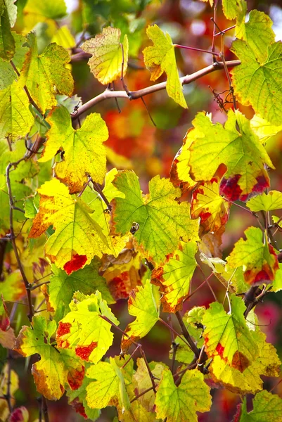 stock image Foliage of autumn vineyard