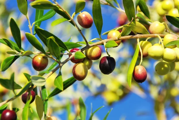 Olives on branch at Portugal. — Stock Photo, Image