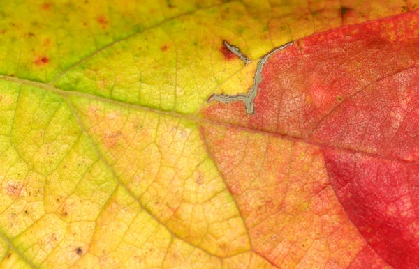 stock image Autumn macro leaf.