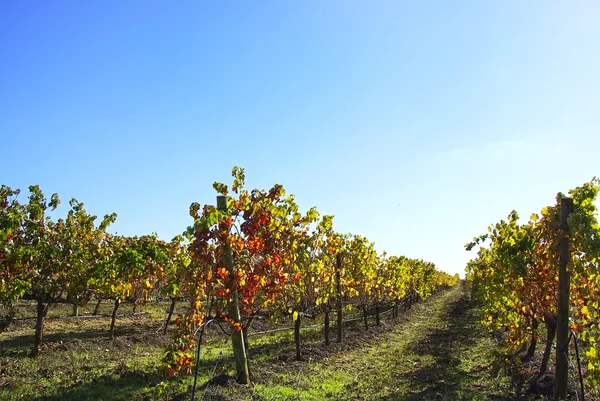 Höstens vingård — Stockfoto