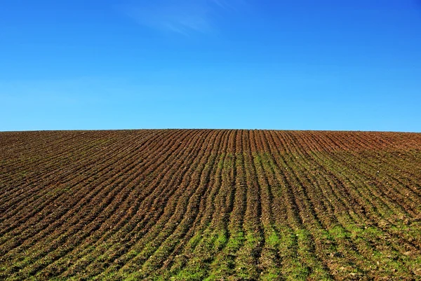 Gepflügtes Feld und blauer Himmel — Stockfoto