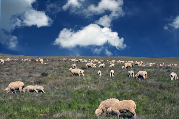 stock image Flock of sheep