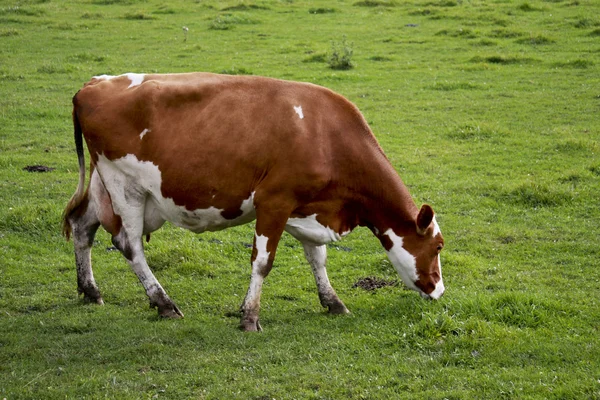 Vaca lechera Wisconsin —  Fotos de Stock