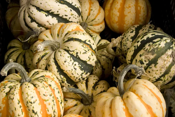 Garden gourds background — Stock Photo, Image