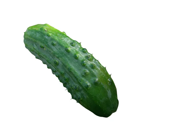 Ripe cucumber isolated — Stock Photo, Image