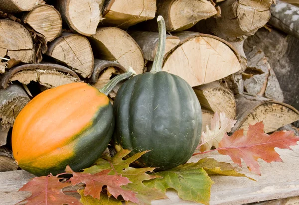 Garden squash in the fall — Stock Photo, Image