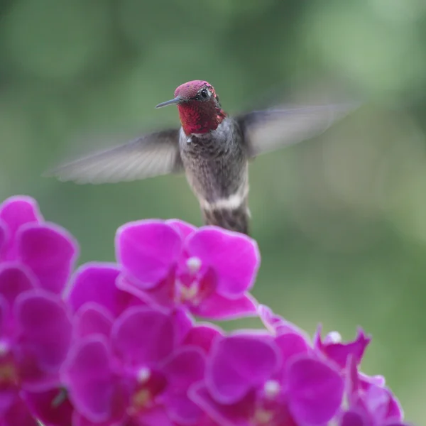 Mor orkideler içinde sinek kuşu — Stok fotoğraf