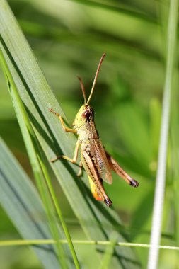 Grasshopper clipart