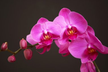 Pink orchid with buds clipart