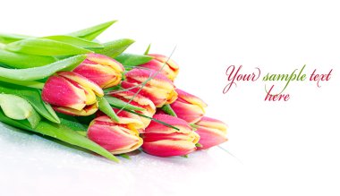 Bouquet of fresh tulips clipart