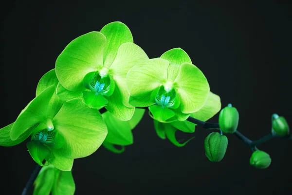 Grüne Orchidee mit Knospen — Stockfoto